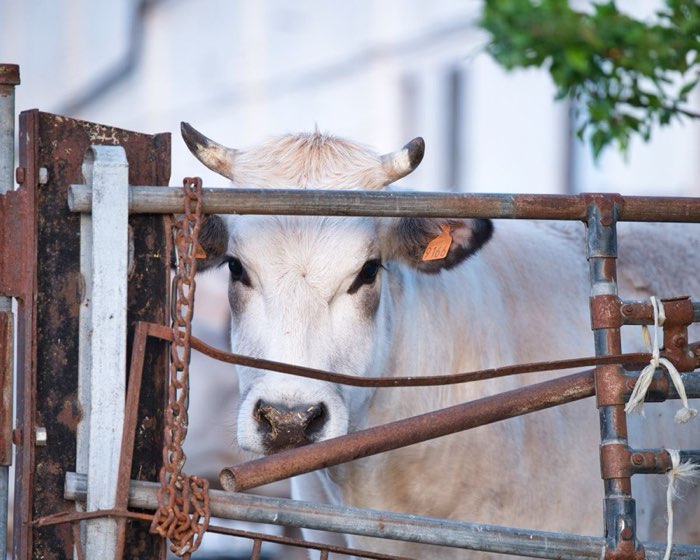 Cattle at the farm