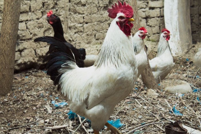 Rooster and hens at the farm